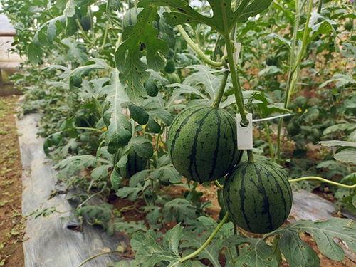 五一吃瓜今日吃瓜热门大瓜莫里秀,莫里秀成热门大瓜，揭秘背后惊人真相