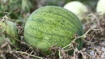 小碗子吃瓜,揭秘娱乐圈那些不为人知的幕后故事