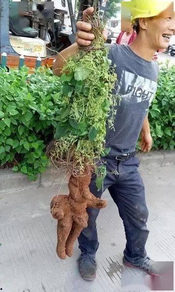 新植物爆料图片大全集最新,探索大自然奇观，揭秘植物界的神秘新成员