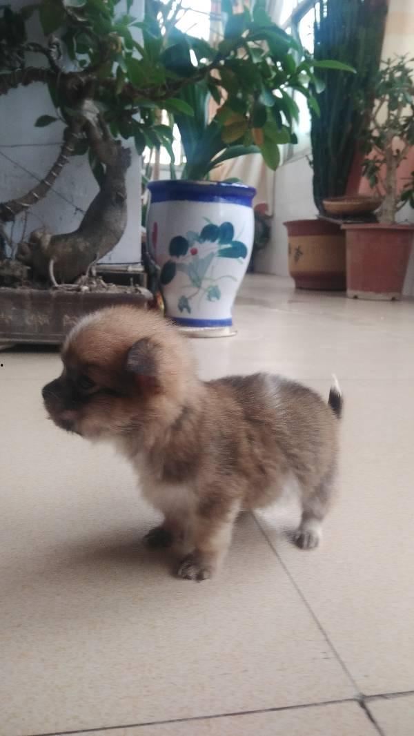 小狗可以吃梨瓜吗,梨瓜对小狗的适宜性探讨