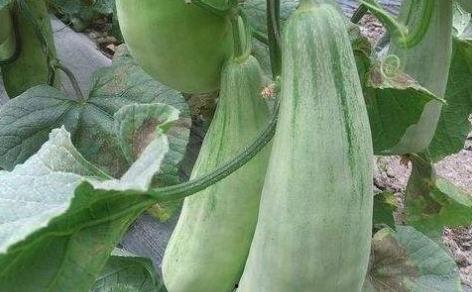 吃瓜有益消化肠道吗,肠道健康新选择