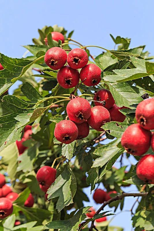 山楂加工爆料方法视频教程,视频教程带你轻松掌握传统爆料技巧