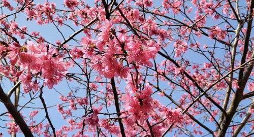 樱花网红打卡造型在哪里,揭秘热门拍照圣地