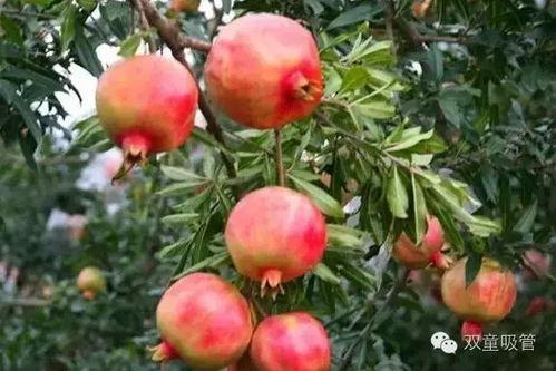 石榴熟了吃瓜消息,吃瓜群众又添新话题